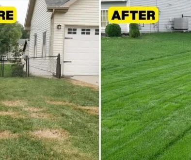 Comparison before and after of an unhealthy lawn and a healthy lawn after the use of power seeding.